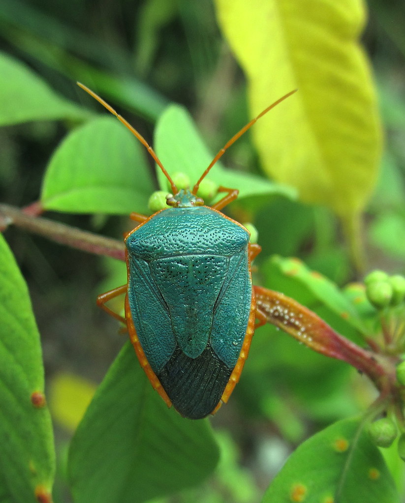 Pentatomidae Orden Hemiptera Suborden Heteroptera Famili… Flickr