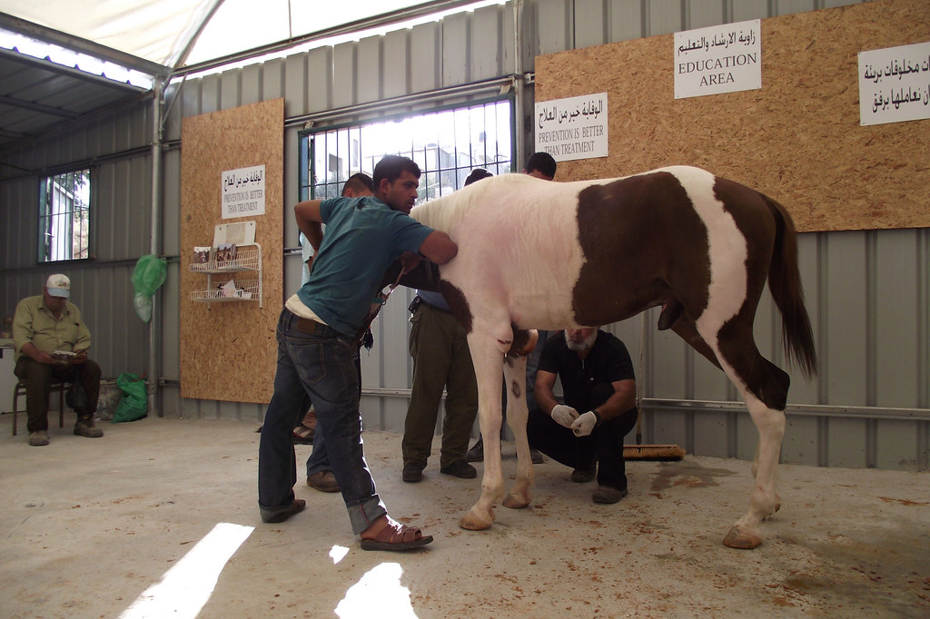 DSCF0271 Safe Haven for Donkeys in the Holy Land Official Flickr