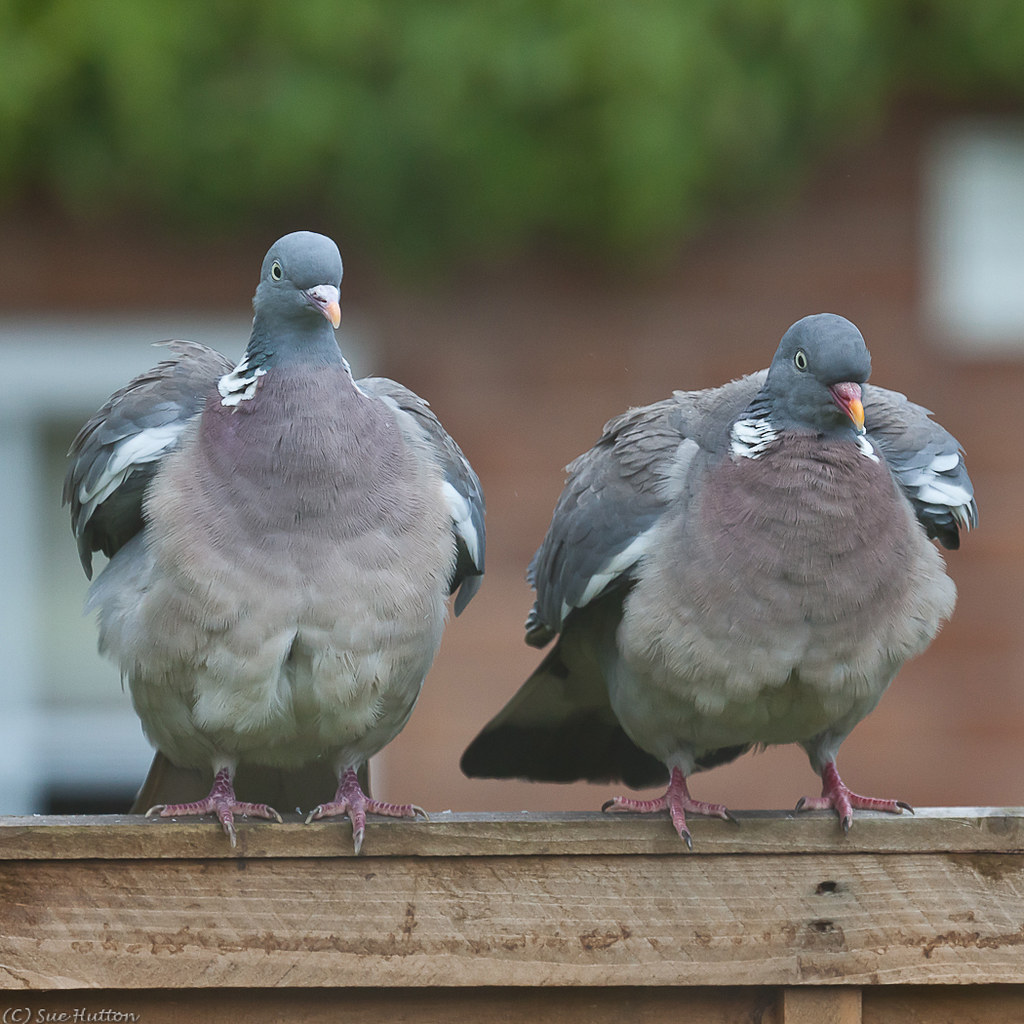 Pigeon Pair Sue Hutton ARPS Flickr