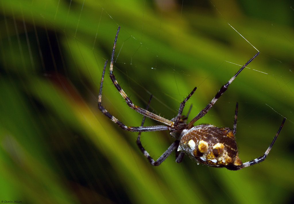 In Wait Garden Spider San Diego california Charles Jellison Flickr