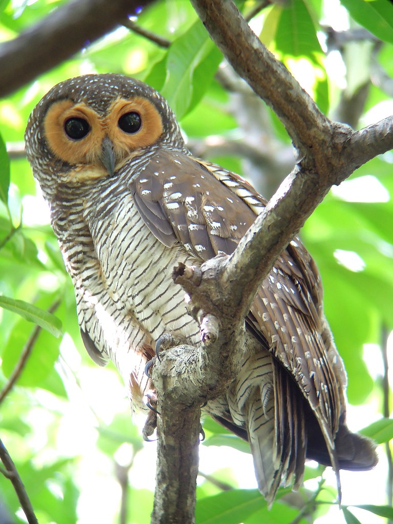 Spotted Wood Owl Adult Pasir Ris Park See Toh Yew Wai Flickr