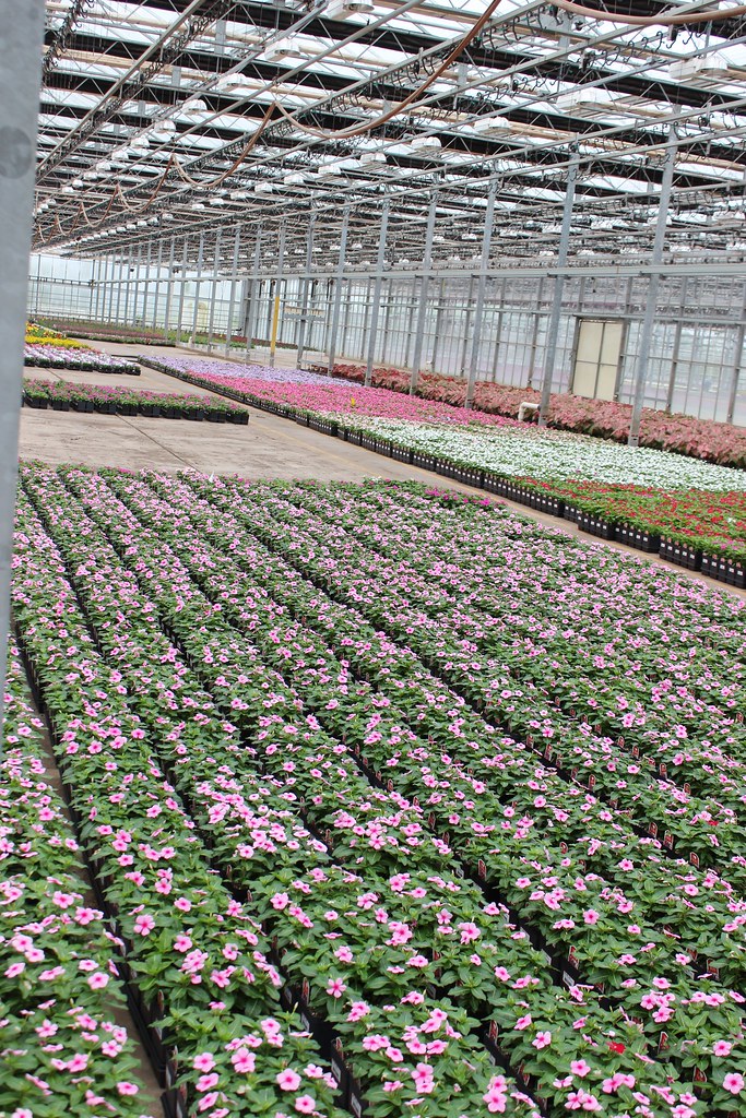 Catoctin Mountain Growers 007 Bernie Rogers Flickr