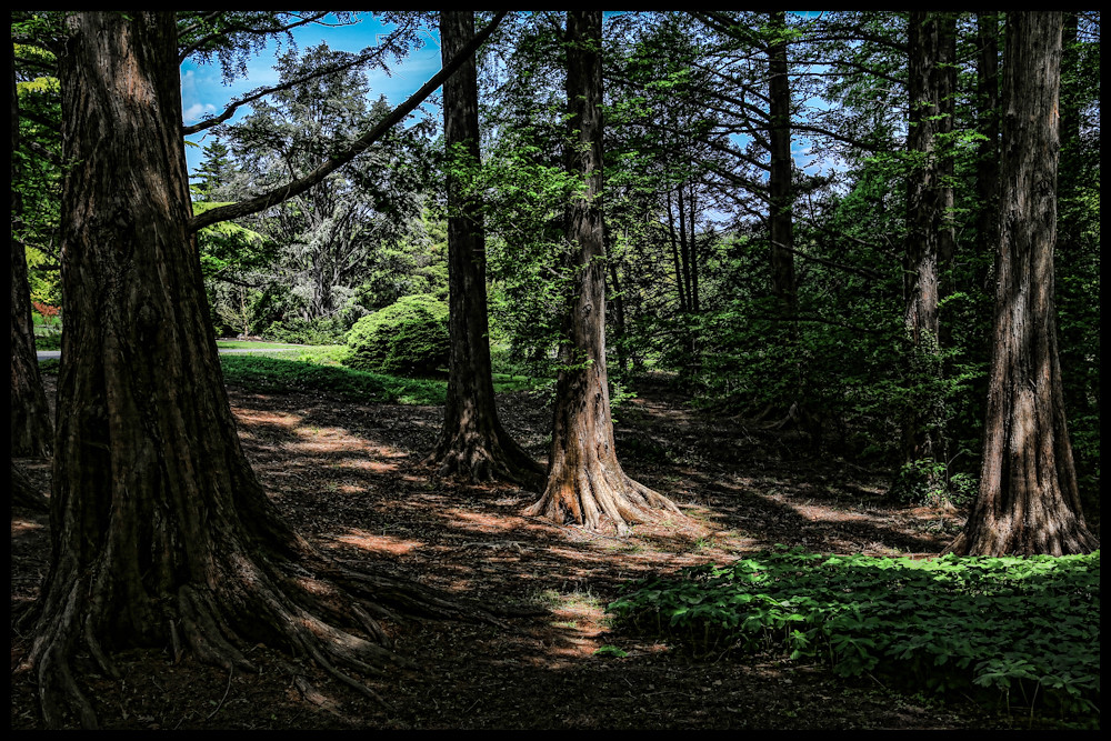 Redwood Shade Dawn Redwoods in Washington D.C. JWWizzard Flickr