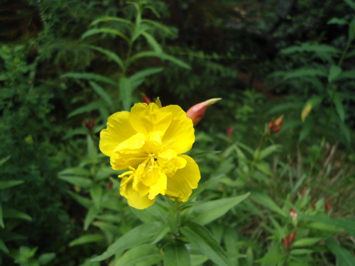 Kleine Nachtkerze... Anne Flickr