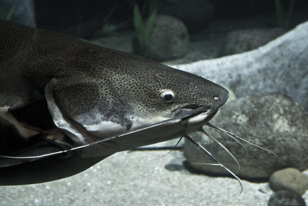Catfish whiskers Luke Taylor Flickr