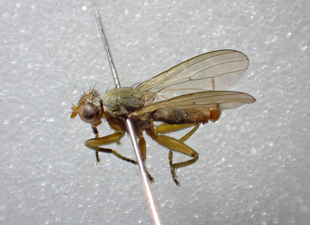 Pherbellia rozkosnyi male Beeston Common, Norfolk 2 Flickr