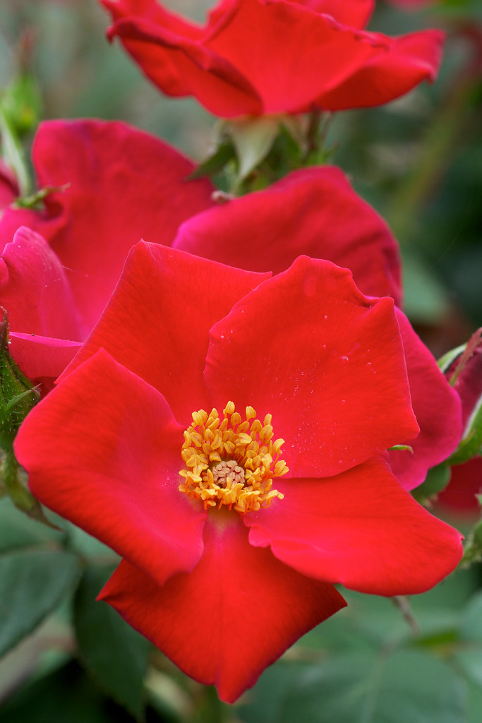 Rose 'Home Run' Shrub Rose State Capitol Rose Garden, Litt… Flickr