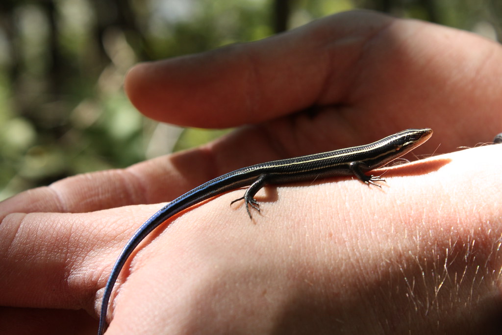 Blue Tailed Skink Corey Andreas Flickr