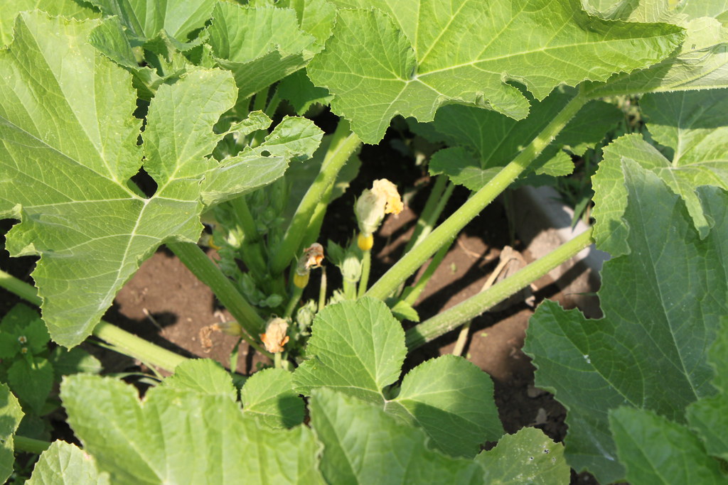 garden 013 East Greenbush Central School District Flickr