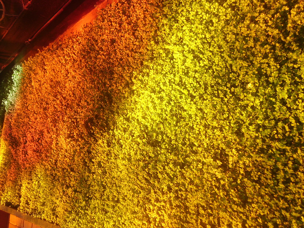 HPIM0247 alma ventura Flickr