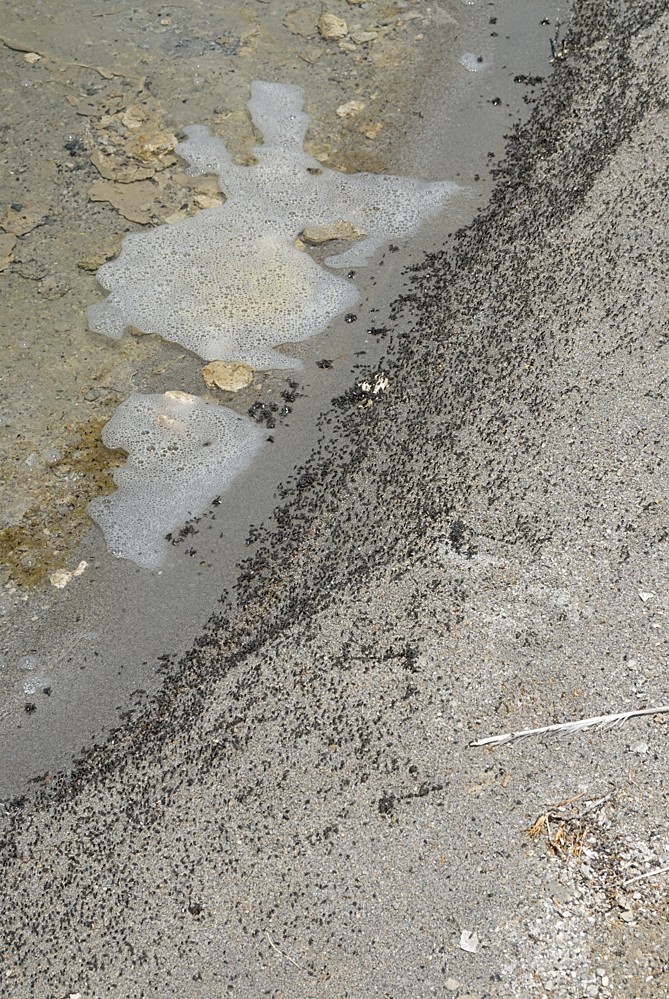 Ephydra hians (Mono Lake Alkali Fly) Image taken at Mono L… Flickr