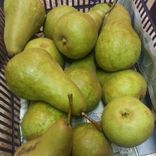 Harvested Bosc Pears It's Bosc Pear harvesting time. Joel Ignacio