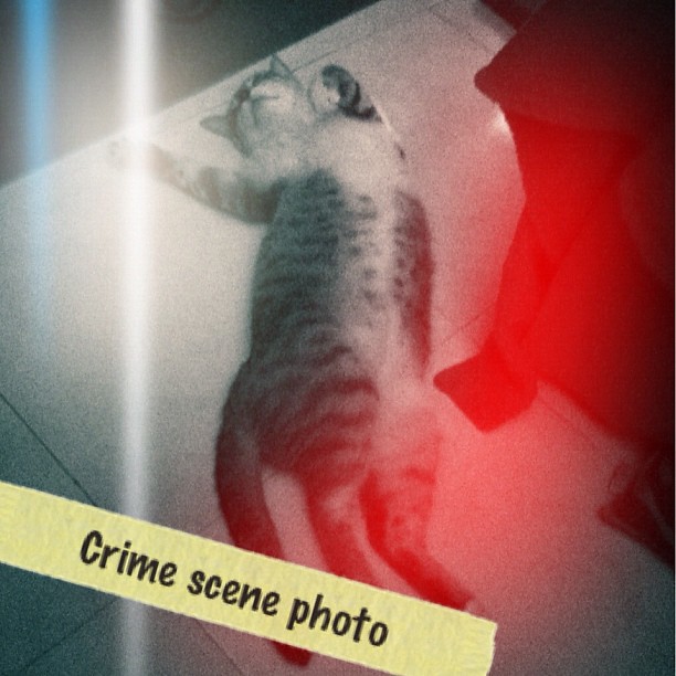 Crime scene! cat cats kitten kittens instacats insta… Flickr