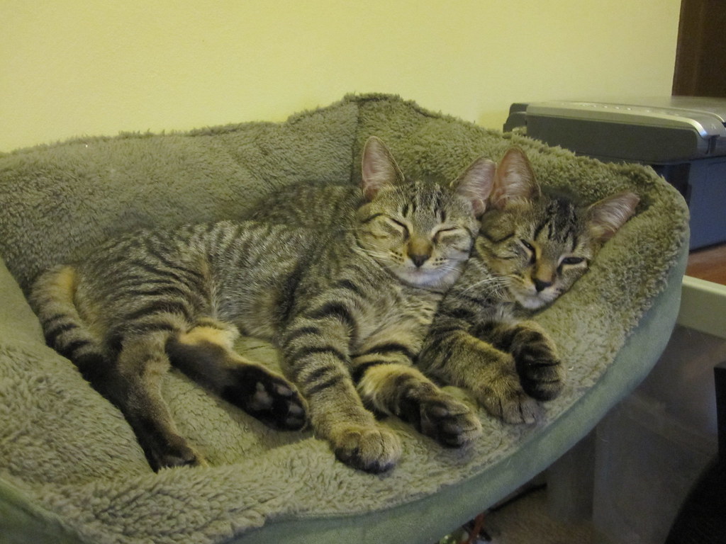 Parsley and Swiss Miss We LOVE each other! Hyde Park Cats Flickr