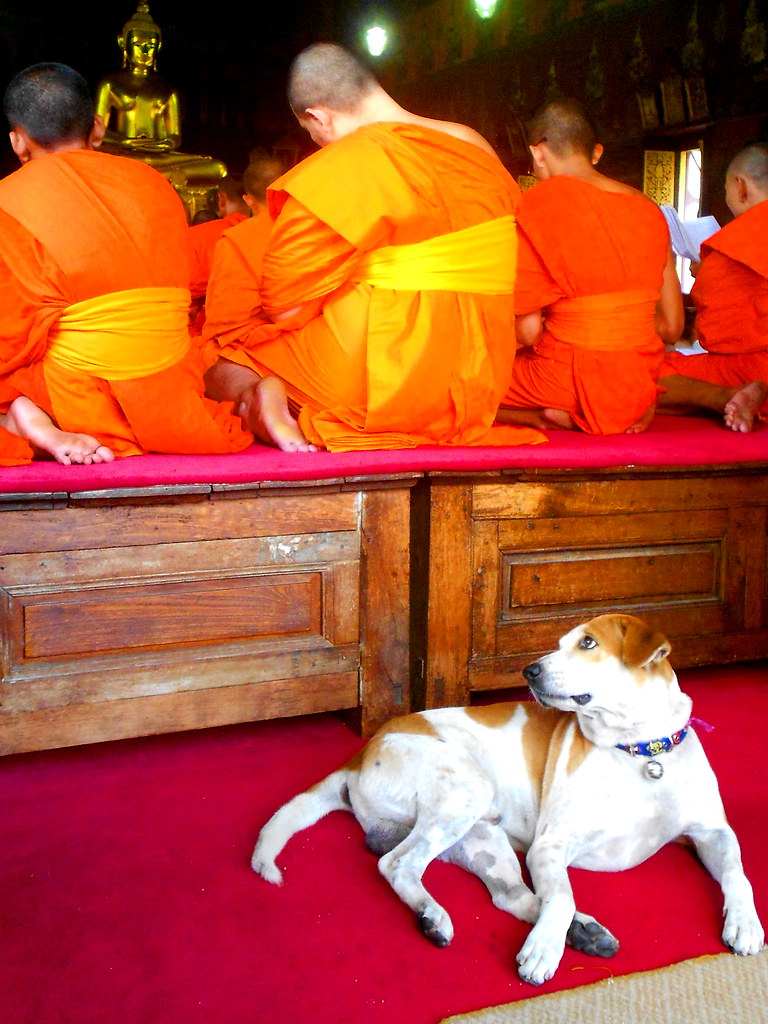 Bangkok 2012 Temple dog 1 Steve Burgess1 Flickr
