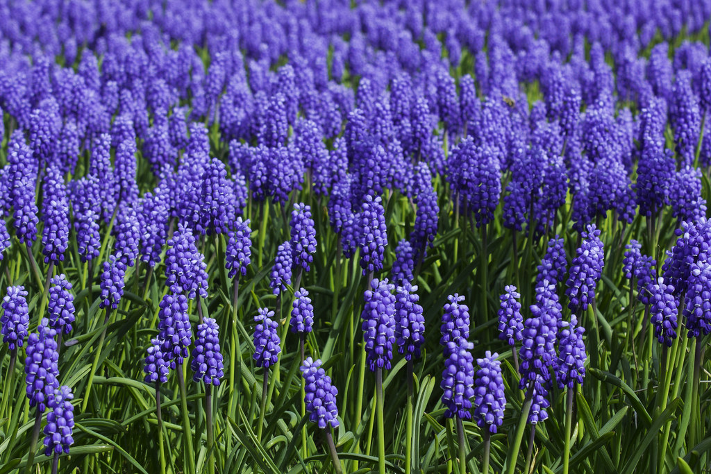 Bluebell background Grape Hyacinth or Bluebells (Muscari a… Flickr