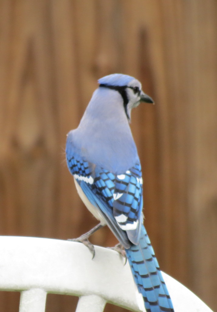 Male Blue Jay a photo on Flickriver