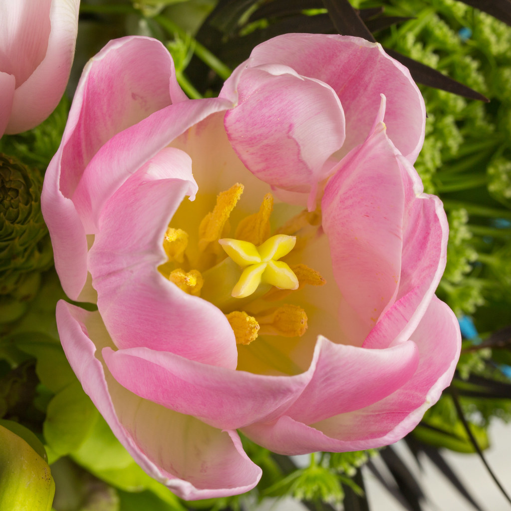 Open Tulip The tulips are starting to open! Shooting full … Flickr