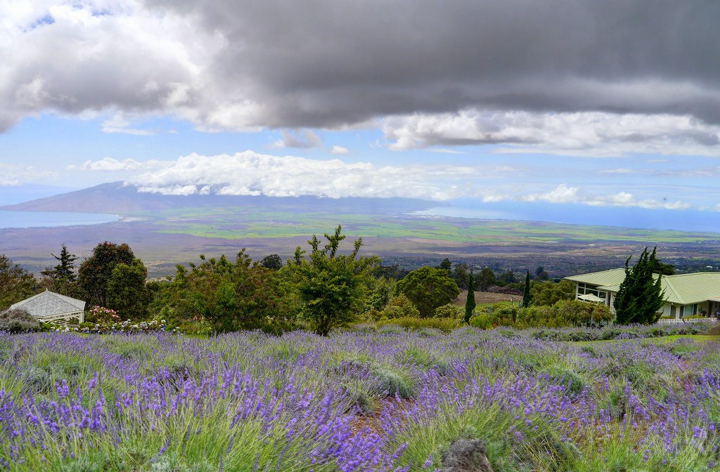 Scenes from the Kula Lavender Farm WxNW Look Located in … Flickr