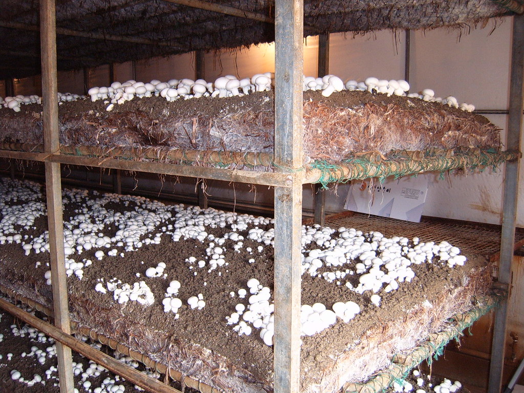 button mushroom cultivation in south korea managing the gr… Flickr