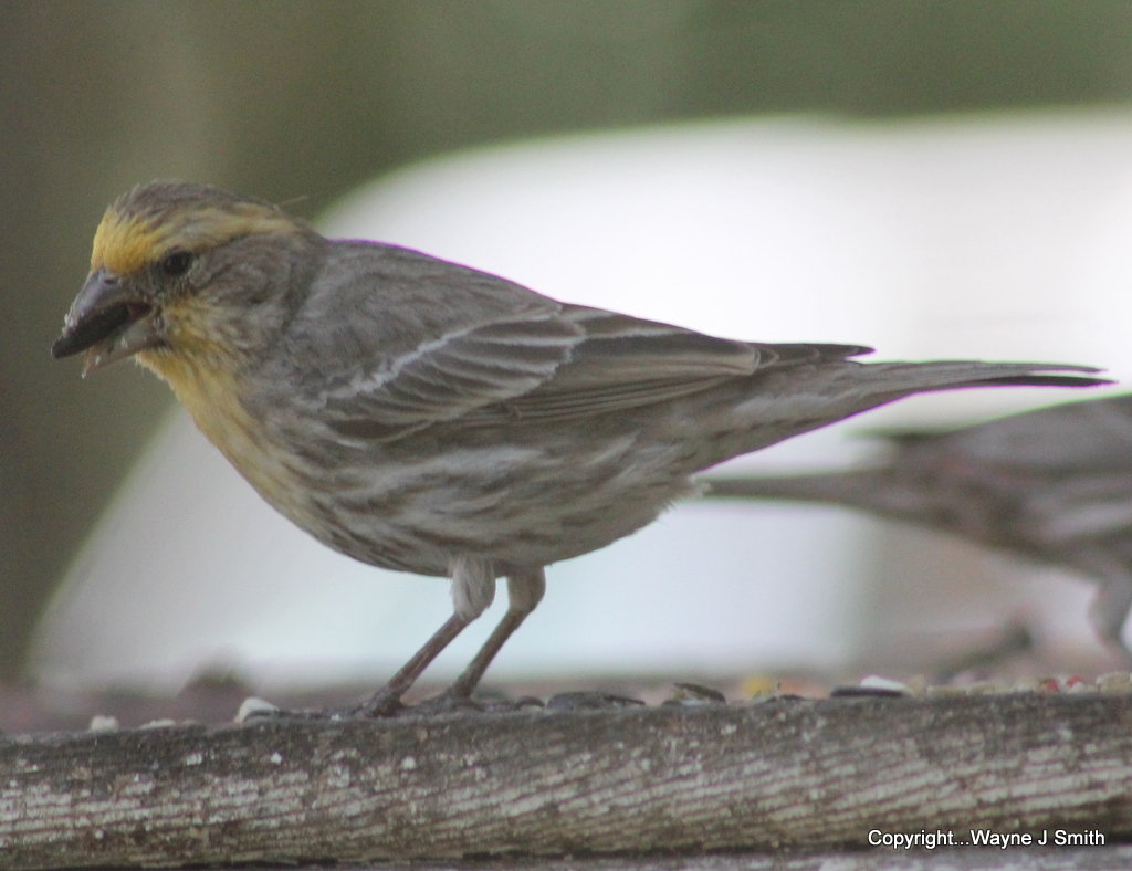 Yellowvariant House Finch 016001 littlebear_elder Flickr