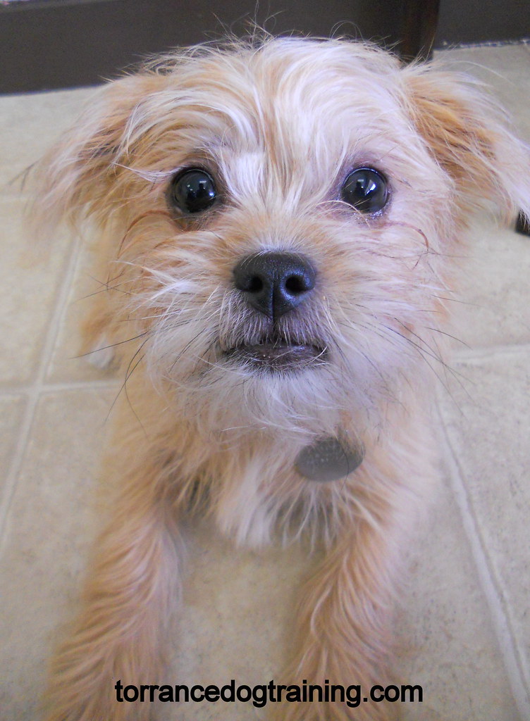 55+ Yorkie Maltese Mix Puppies l2sanpiero