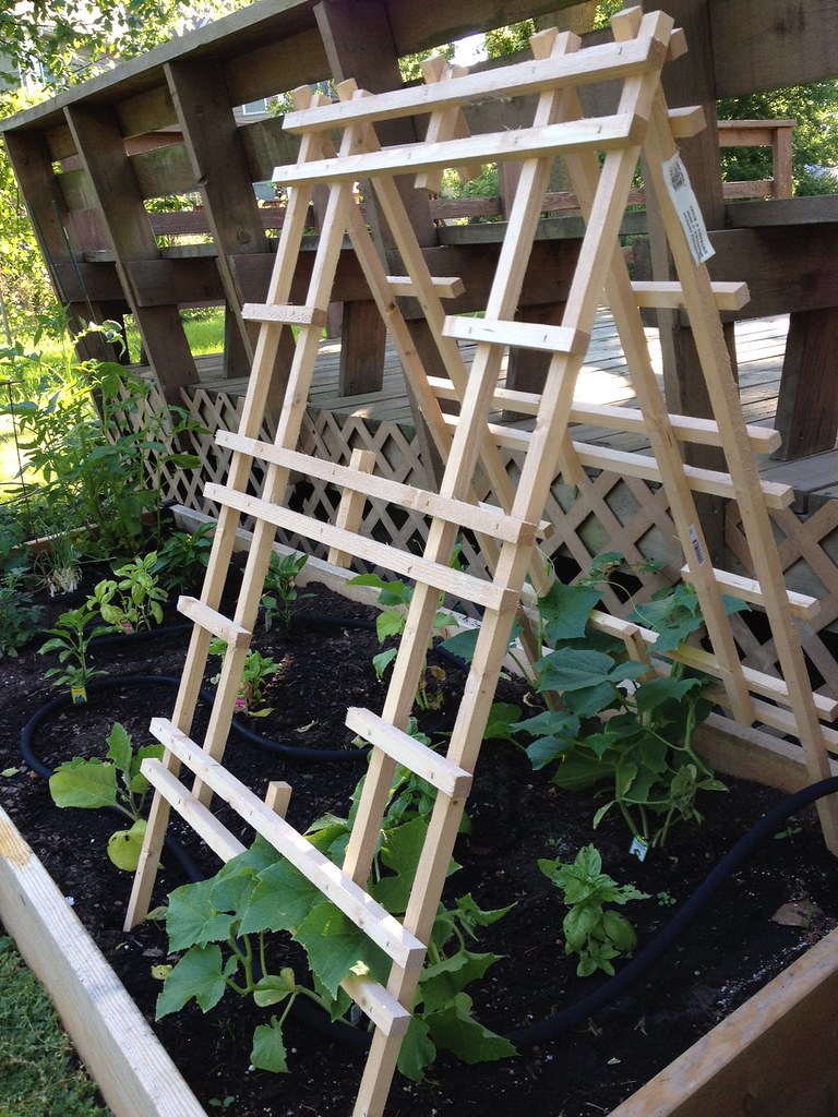 Cucumber Trellises 22 at home depot, two individual trell… Flickr