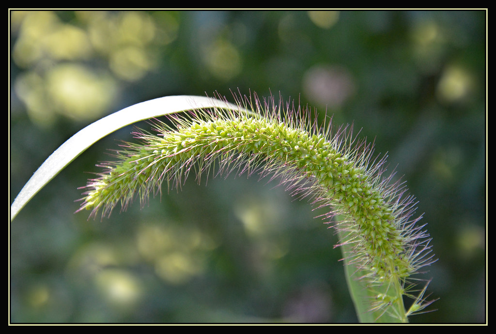 Elevation of Burke Ave, Pittsfield, MA, USA Topographic Map