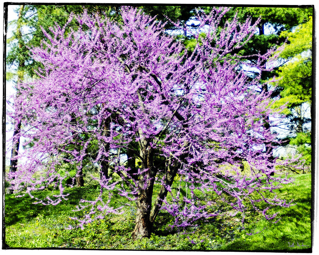 Spring Blossoms in Soft Focus Morton Arboretum, quasiacci… Flickr