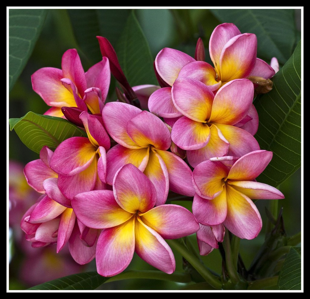 Frangipani in bloom1= Frangipani in bloom John Flickr