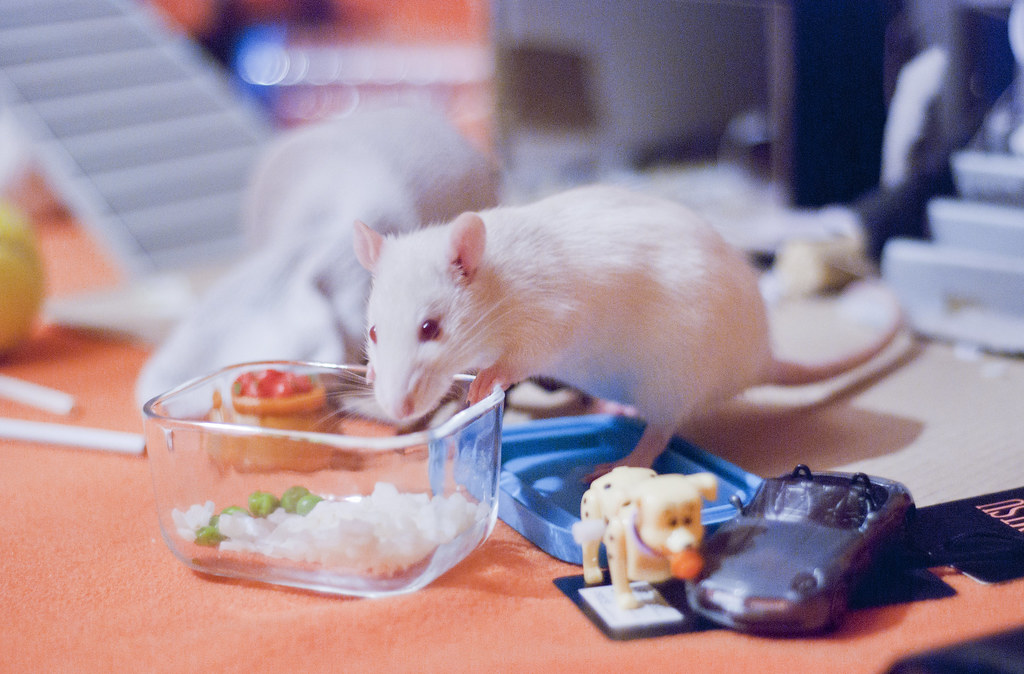 2012040278c3D My pet rat Ginger having "risi e bisi" ("… Flickr