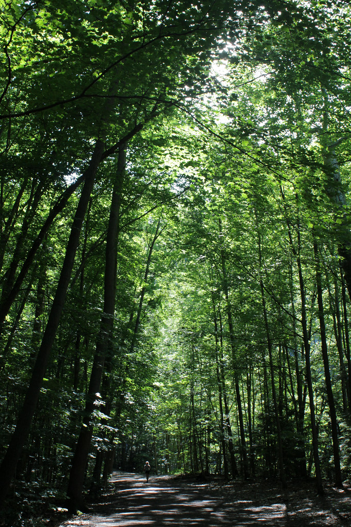 taughannock tall trees woodleywonderworks Flickr