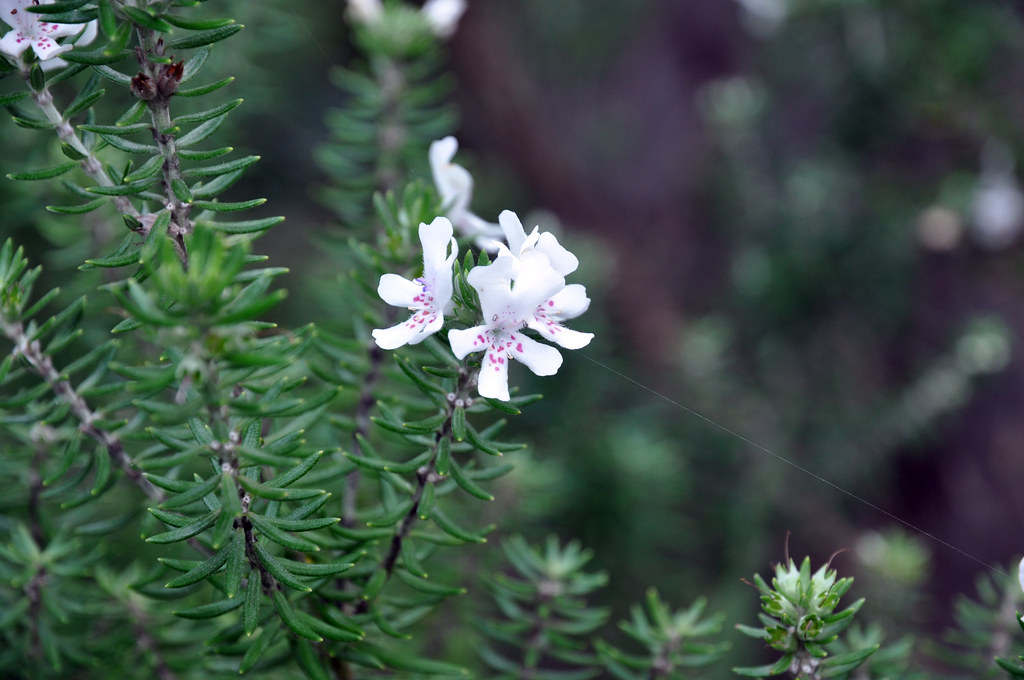 Coastal Rosemary, Lawry Plunkett Reserve Westringia frutic… Flickr