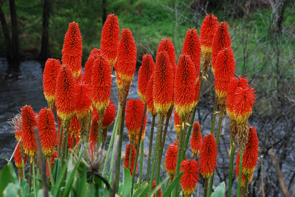 Red Hot Pokers at Warburton Victoria Joy Snow Flickr