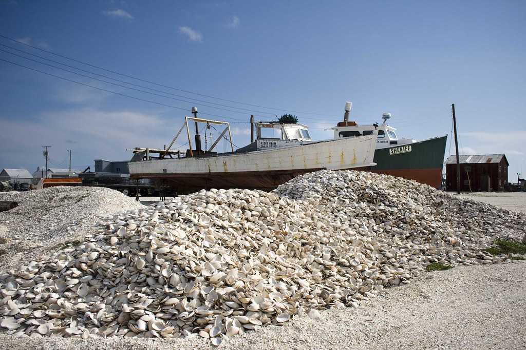 shell pile, nj Heather Phillips Flickr
