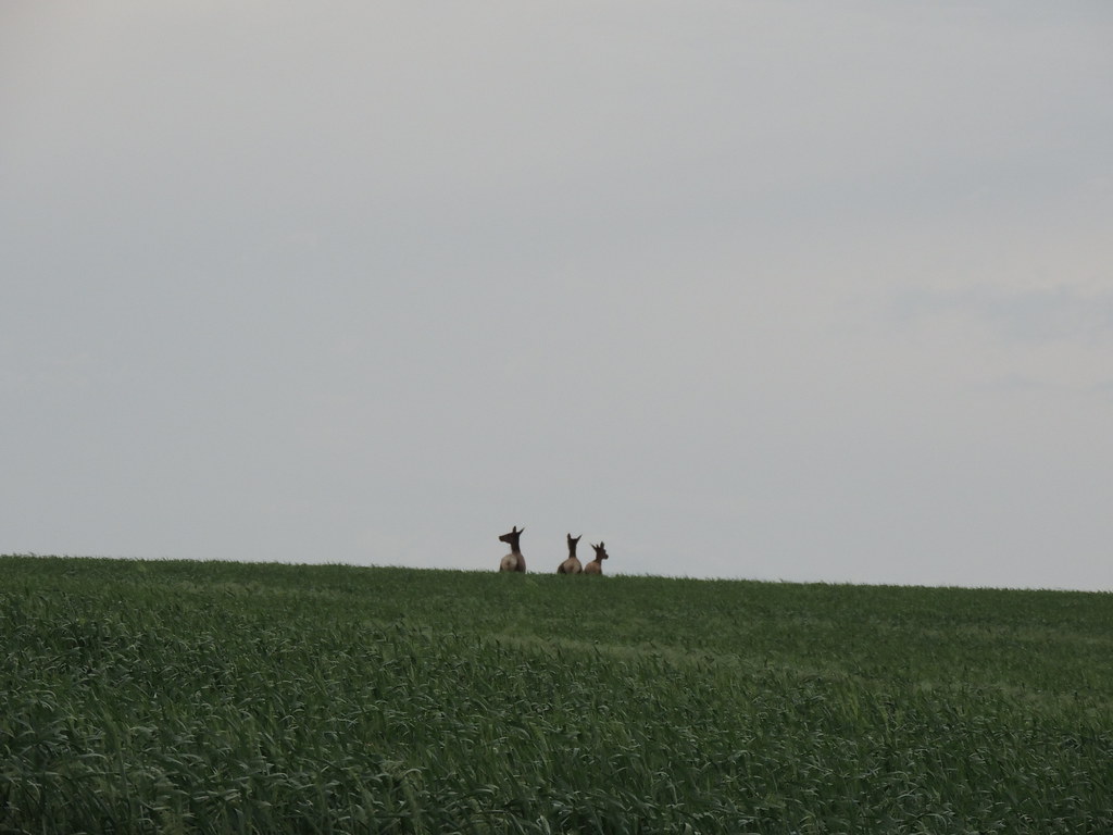 Elk near Dayton Wa. a photo on Flickriver
