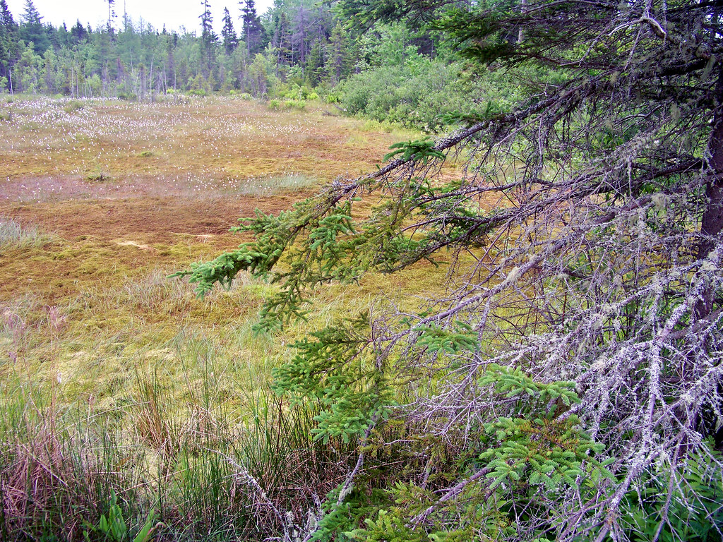 Bog near Kinkora, PEI June 20, 2012 Larry Flickr