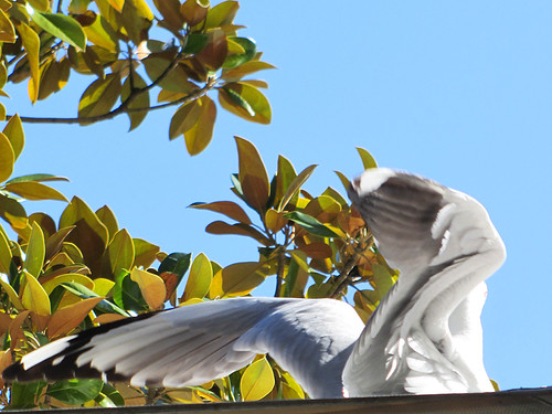 Gone Gull-Cat Bird Deterrent Cat Decoy Review YouTube