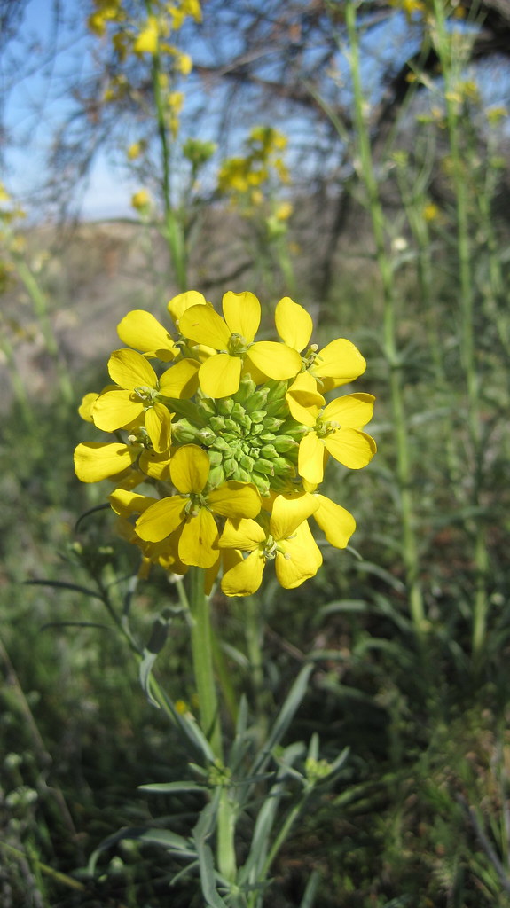 Western Wallflower These sweetsmelling flowers were growi… Flickr