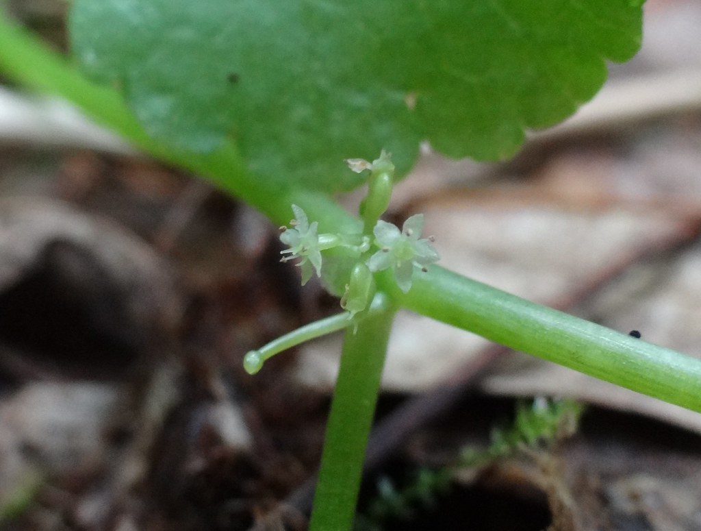 Marsh Pennywort Flowers Hydrocotyle americana, Sauk co WI,… Flickr