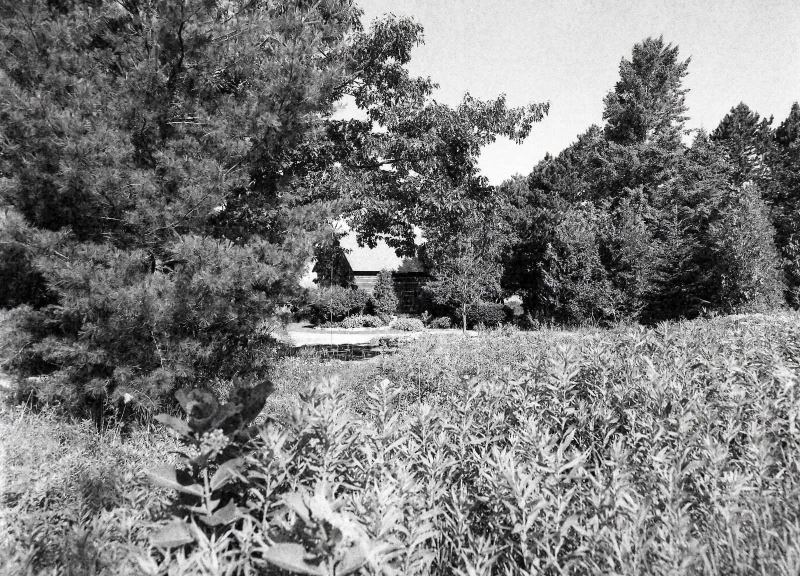 Developer Review Blog No. 11 Ilford Ilfosol 3 Alex Luyckx Blog