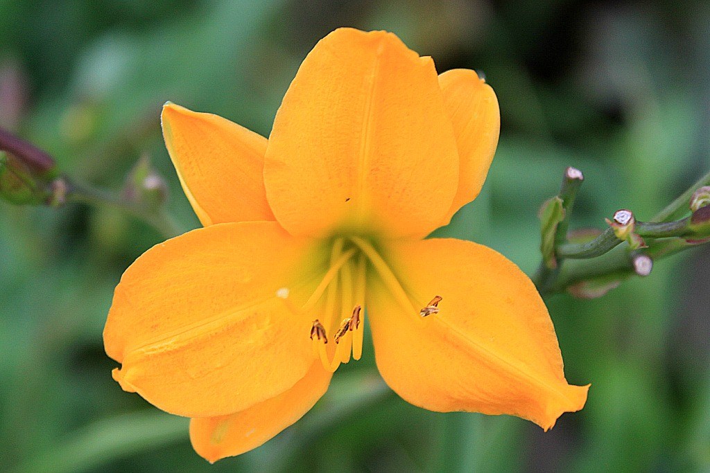 Backyard Golden Chimes Daylily 016 Golden Chimes daylily i… Flickr