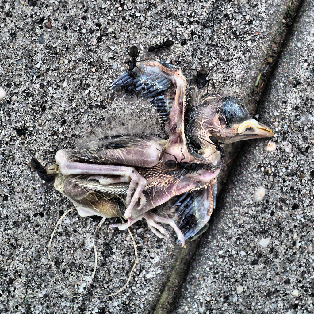 freshly dead baby bird first wave of ants Flickr