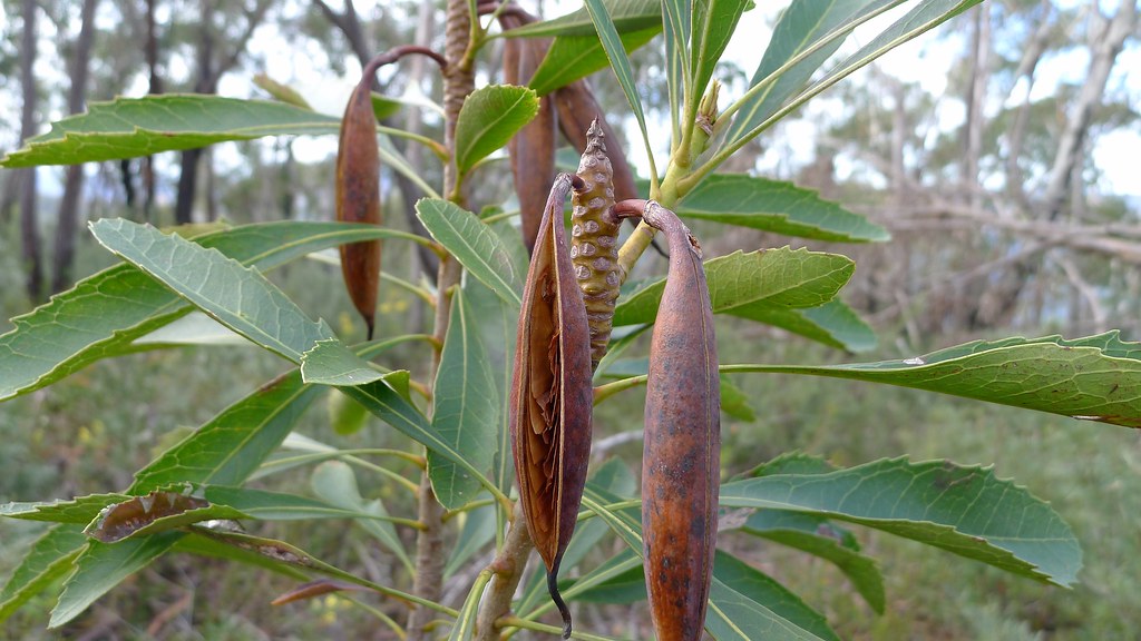 Waratah seedpod Waratah seedpod, Telopea speciosissima. Bl… Flickr