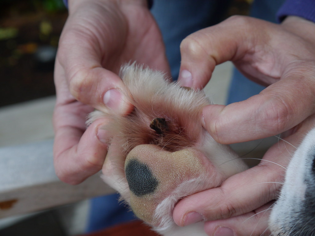 Bosco's Cutaneous Horn Our dog has a thing growing out of … Flickr