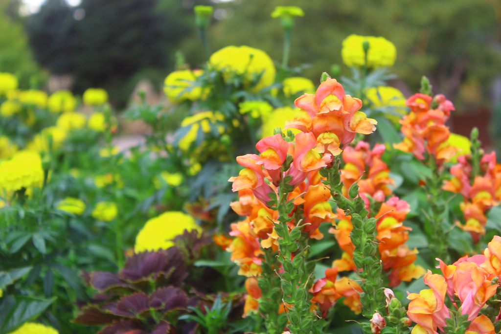 denver_0077 Flowers at the Denver Botanic Gardens Chris Myers Flickr