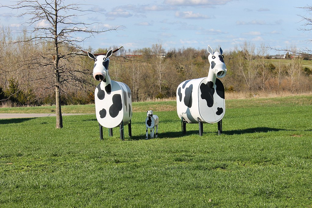 IMG_0279 Cows! Lamoni, Iowa Melissa Johnson Flickr