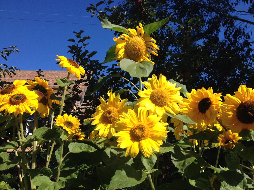 Sunflowers 4 Compost Education Flickr