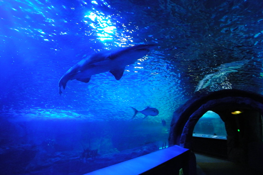 Visit to the Newport Aquarium (Newport, Kentucky) Great aq… Flickr