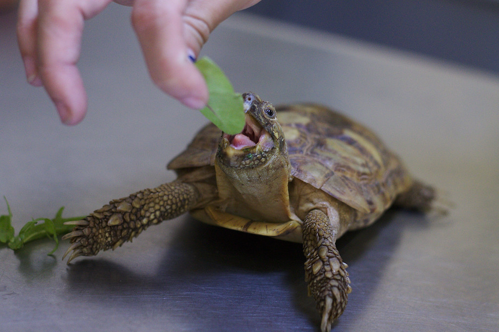 Turtle eating lettuce John Regan Flickr